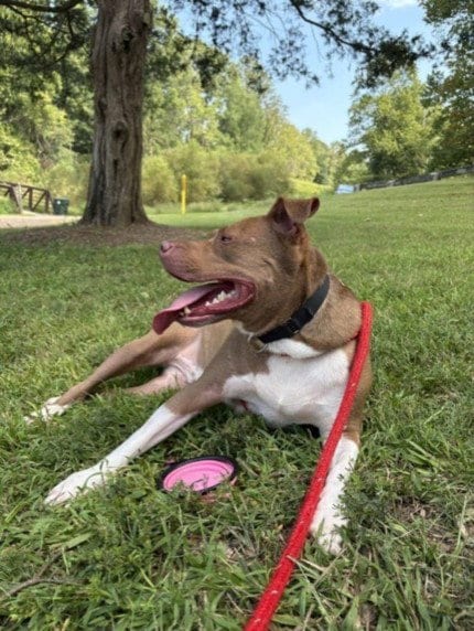 Photo of Duncan, adoptable American Pit Bull Terrier in Derwood, Maryland