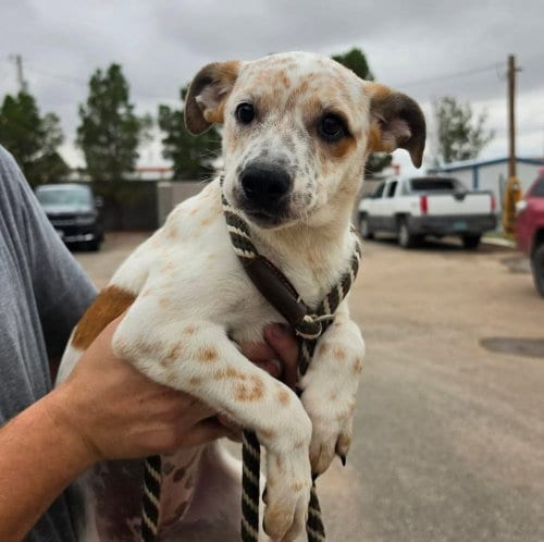 Photo of Pish, adoptable Australian Cattle Dog/Blue Heeler in Sedalia, Colorado