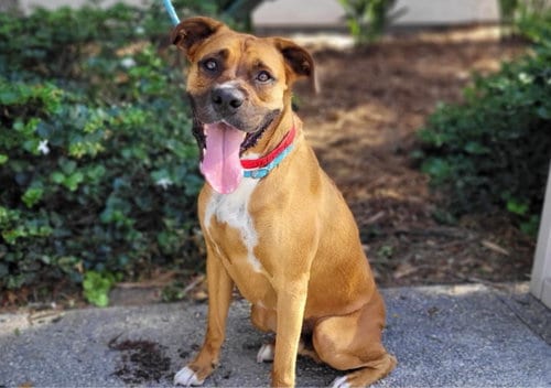 Photo of Sully, adoptable Boxer in San Pedro, California