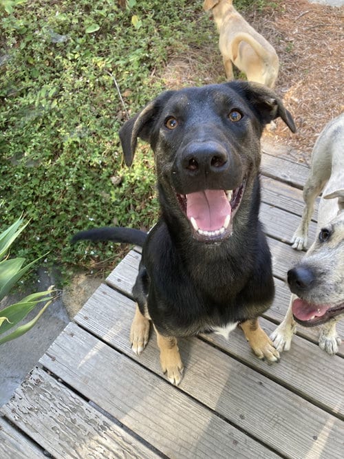 Photo of Pickles., adoptable Shepherd in San Diego, California