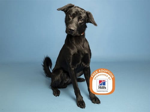 Photo of Turkey, adoptable Labrador Retriever in Phoenix, Arizona