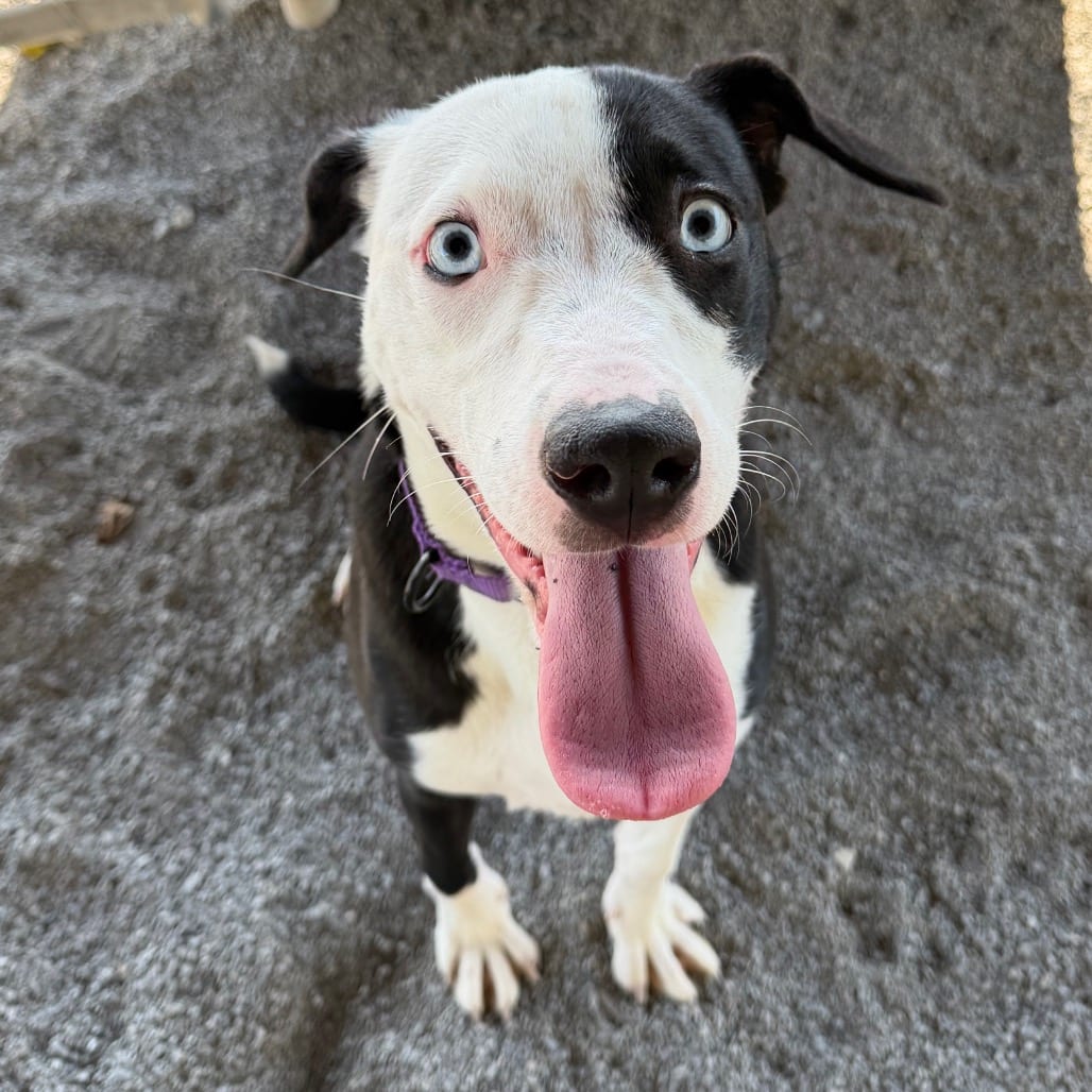 Photo of Magnolia, adoptable Terrier, Pit Bull / Husky in Staunton, Virginia