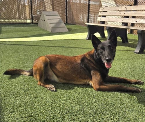 Photo of Ryka, adoptable Belgian Shepherd Malinois in Norco, California