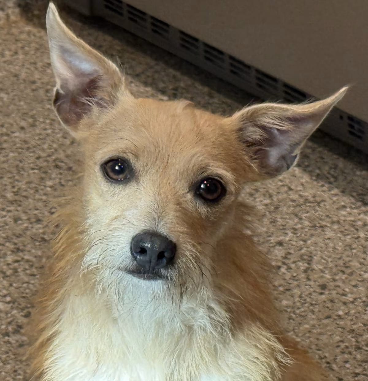 Photo of Pinky, adoptable Chihuahua/Terrier (Unknown Type, Small) in Geneva, Illinois