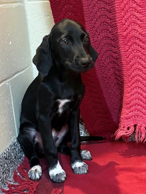 Photo of Deacon, adoptable Labrador Retriever in Dedham, Massachusetts