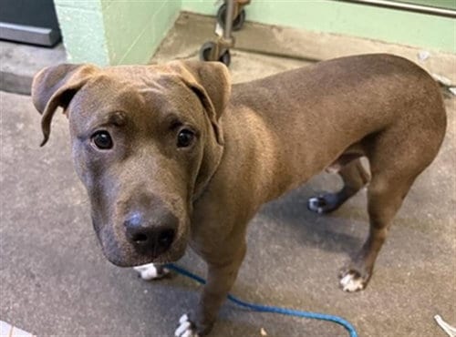 Photo of Sir Minimus, adoptable Pit Bull Terrier in Sacramento, California
