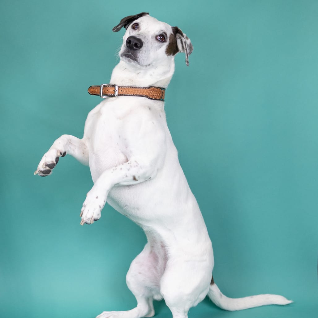 Photo of Mandy, adoptable Mixed Breed (Medium) in Portland, Oregon