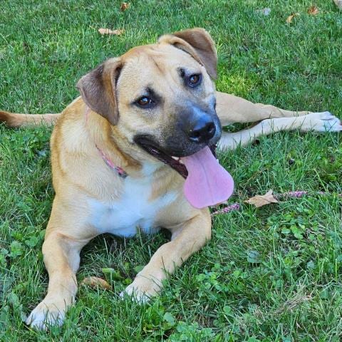 Photo of Dexter, adoptable Black Mouth Cur in Clinton Township, Michigan