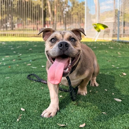 Photo of Chanel, adoptable French Bulldog in Los Angeles, California