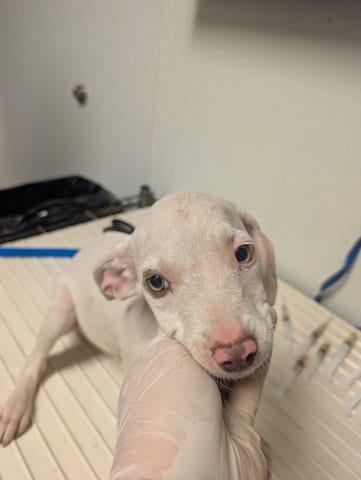 Photo of Pup 4, adoptable Pit Bull Terrier in Bakersfield, California