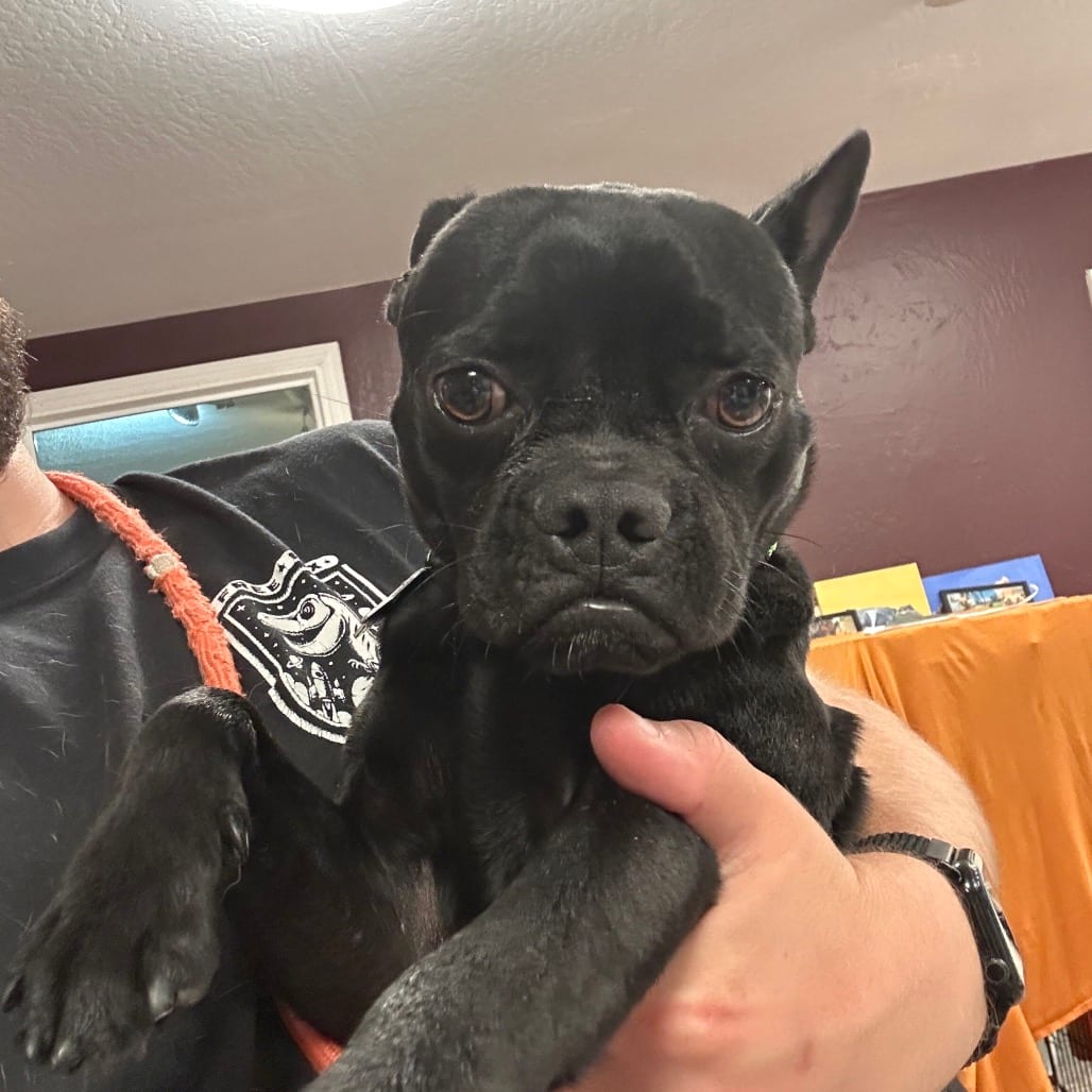 Photo of Chimichanga, adoptable Pug / Mixed Breed (Small) in San Francisco, California