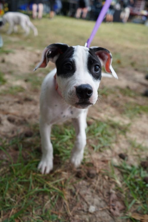 Photo of Patch - Sewing Litter, adoptable Pit Bull Terrier in Holly Springs, North Carolina