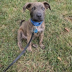 Photo of Ernie, adoptable Mixed Breed (Medium) Mixed Breed (Medium) in Christiansburg, Virginia