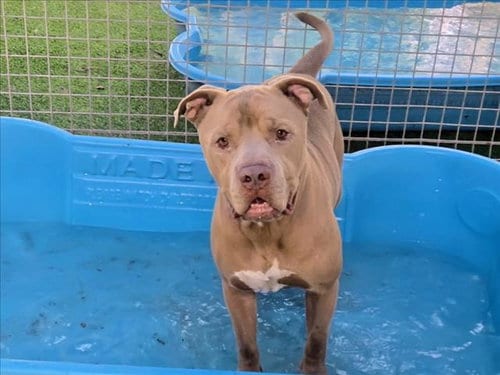 Photo of Midas, adoptable Pit Bull Terrier in Van Nuys, California