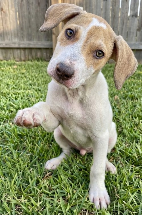 Photo of Dexter, adoptable Hound in Grovertown, Indiana