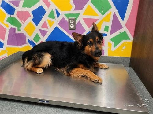Photo of Dominic, adoptable German Shepherd Dog in Baytown, Texas