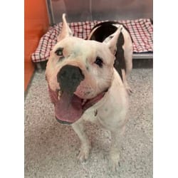 Photo of Nova, adoptable American Pit Bull Terrier in Kansas City, Missouri
