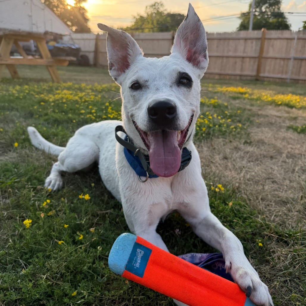 Photo of Daisy, adoptable Cattle Dog / Mixed Breed (Medium)