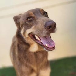 Photo of Penelope JW, adoptable German Shepherd Dog Husky in Hartford, Connecticut