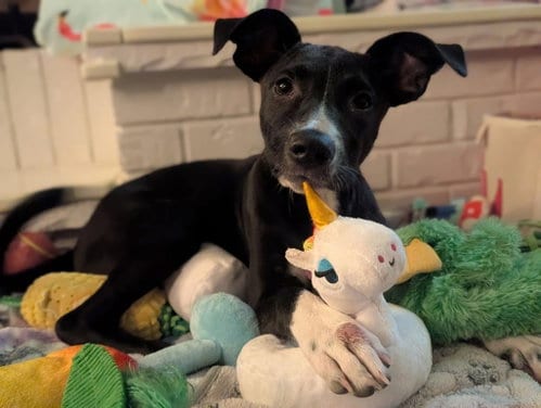 Photo of Sally, adoptable Terrier in Berlin, New Jersey