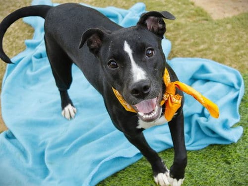 Photo of Paris, adoptable Labrador Retriever in Tallahassee, Florida