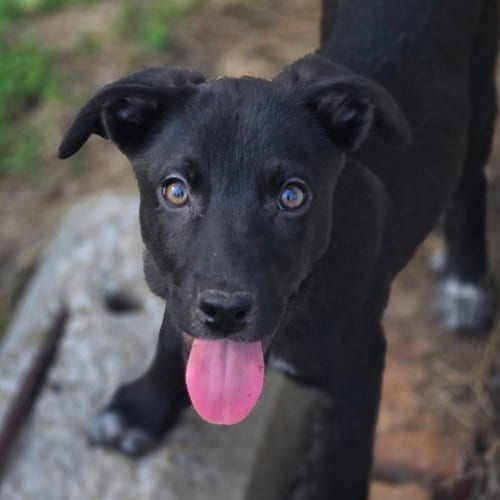 Photo of Wakko, adoptable Labrador Retriever in Normal, Illinois