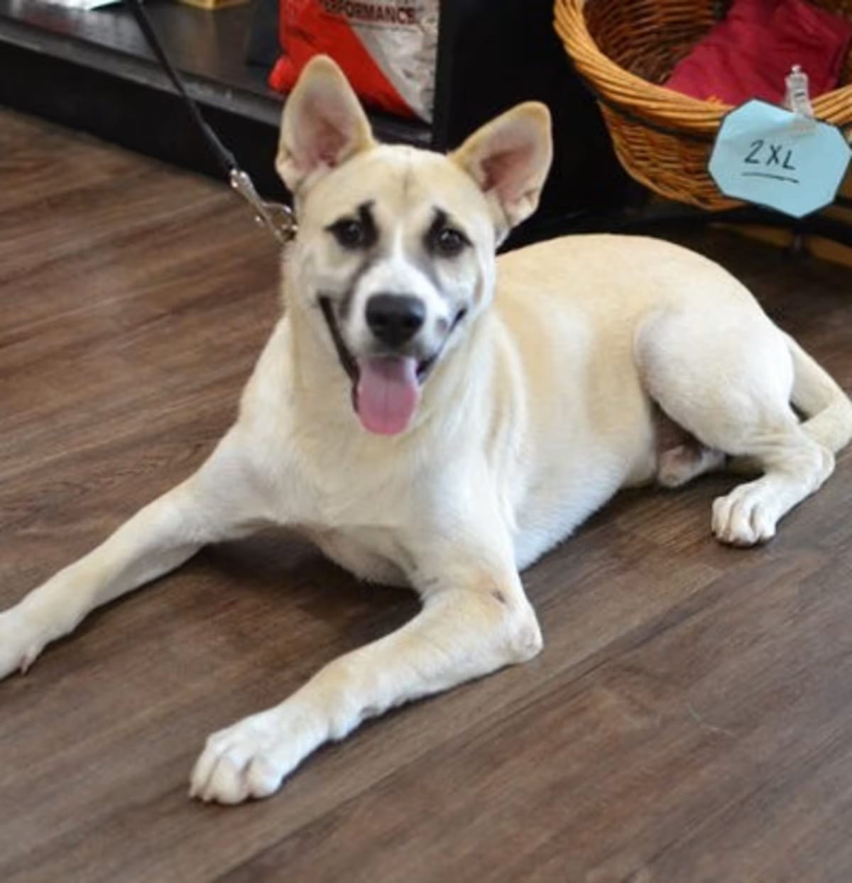 Photo of Dax, adoptable German Shepherd Dog in White Plains, New York