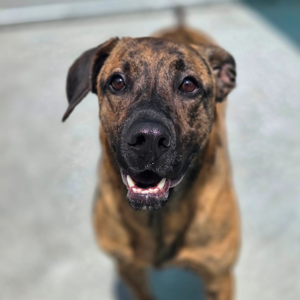 Photo of Tiger Pax, adoptable Mixed Breed (Medium) in Winfield, West Virginia