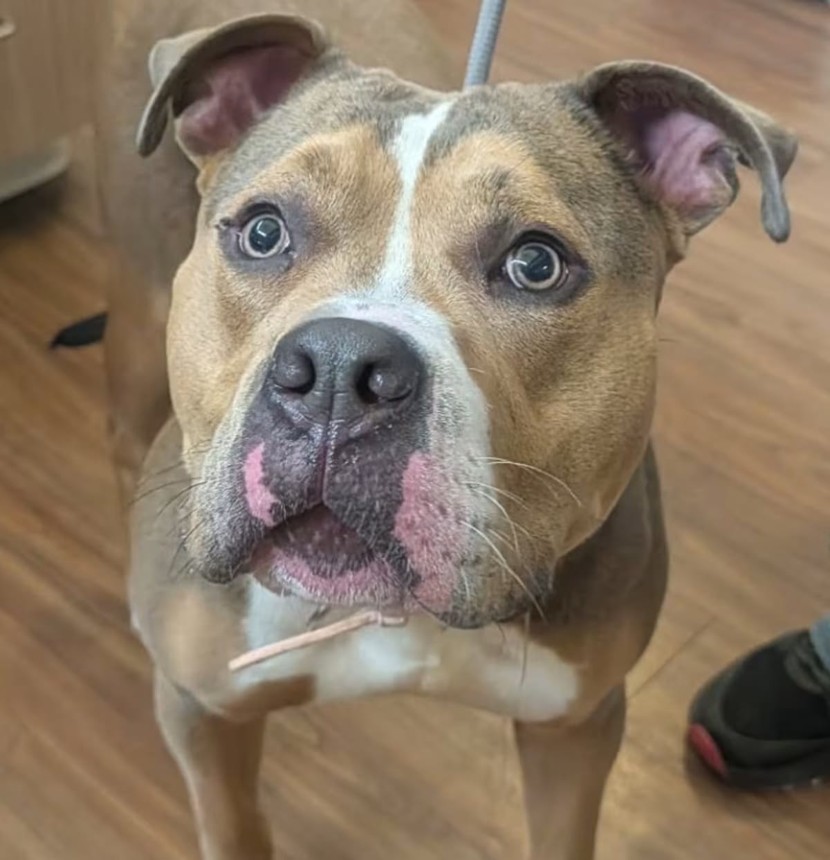 Photo of Flo, adoptable American Pit Bull Terrier in Christiansburg, Virginia