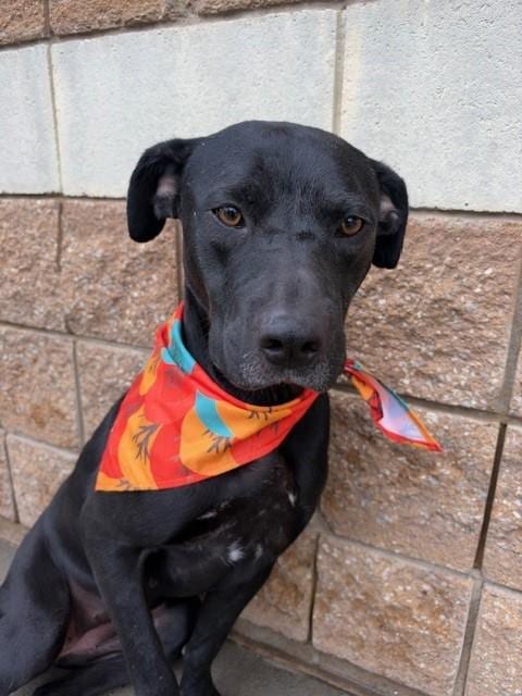 Photo of Scarlett, adoptable Labrador Retriever in Tulsa, Oklahoma