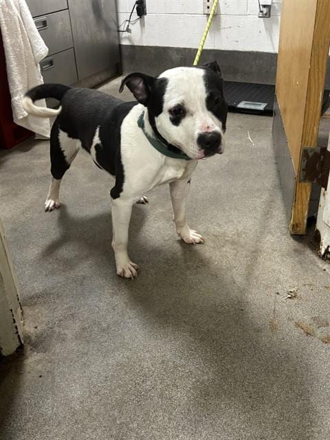 Photo of Artemis, adoptable Pit Bull Terrier in Forestville, Maryland