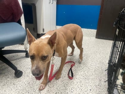 Photo of Diamond, adoptable dog in Atlanta, Georgia