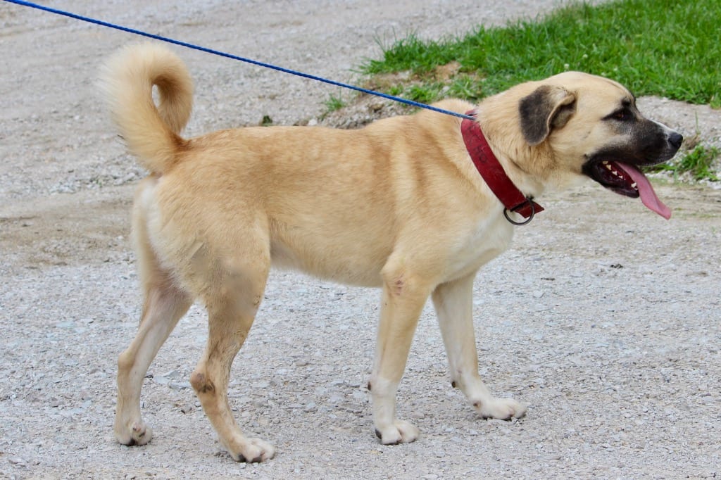 Photo of Echo, adoptable Mastiff in Brazil, Indiana