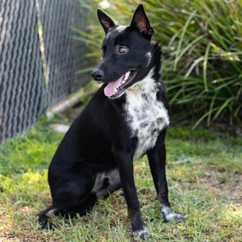 Photo of Benito, adoptable Australian Cattle Dog/Blue Heeler in Camarillo, California