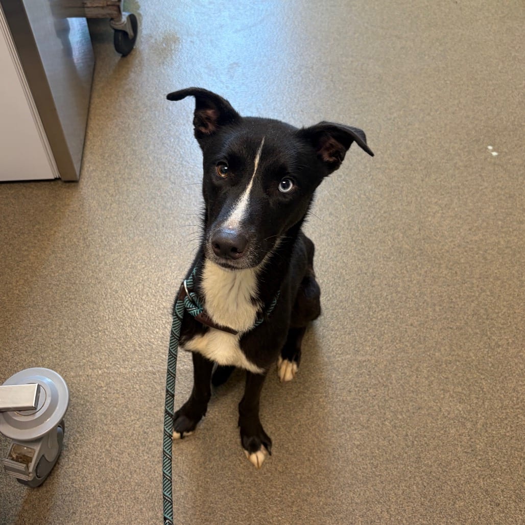 Photo of Fable, adoptable Husky / Terrier in Council Bluffs, Iowa