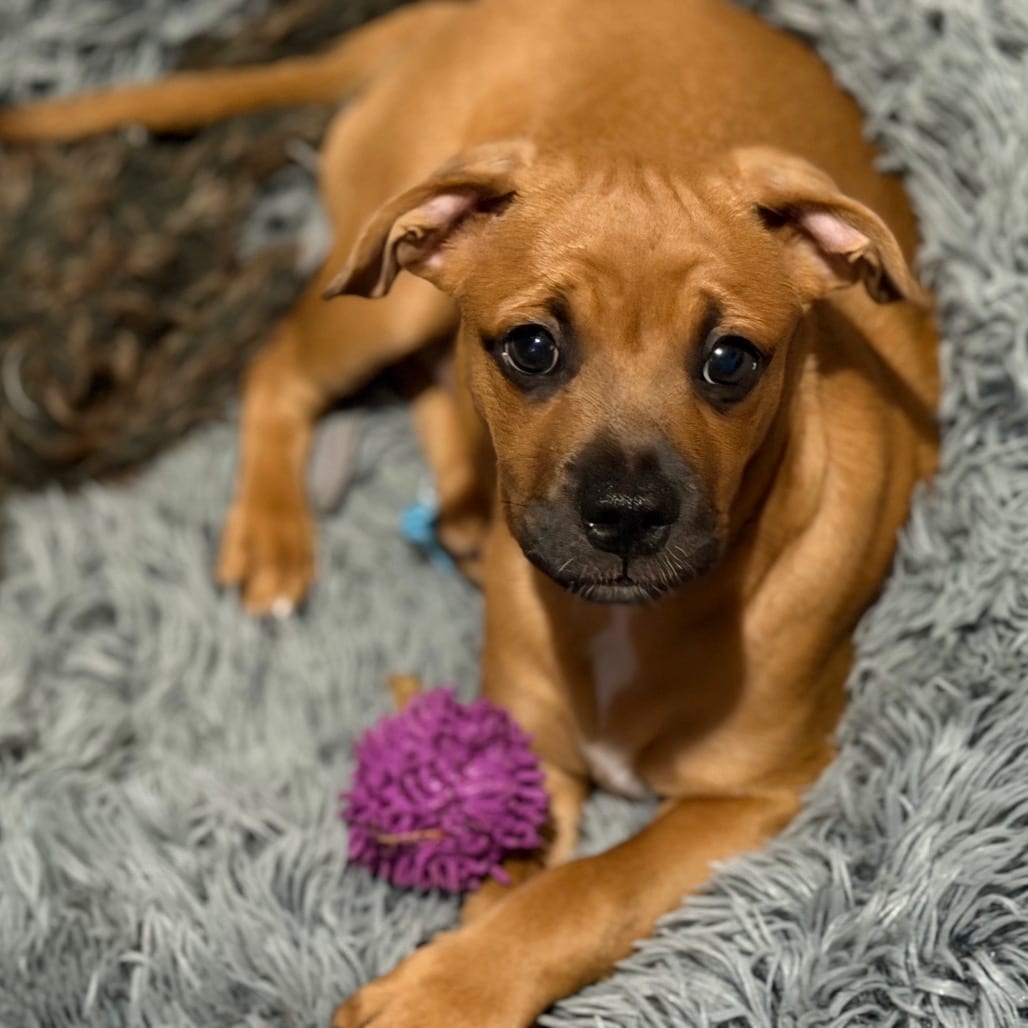 Photo of Pearland, adoptable Mixed Breed (Small) in Houston, Texas