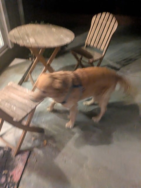 Photo of Senior Golden Retriever, adoptable Golden Retriever in San José, California