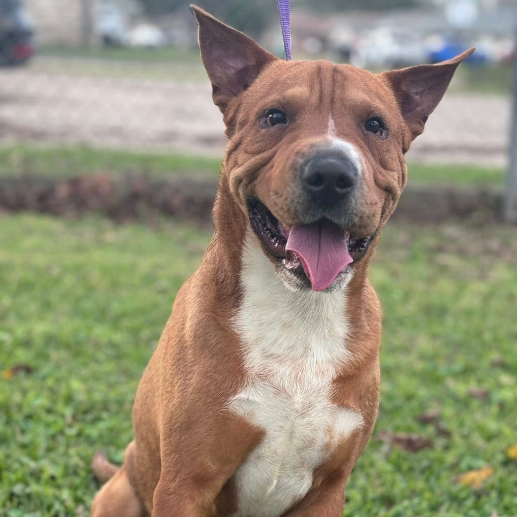 Photo of Scooby, adoptable Mixed Breed (Medium) in Ohio, Ohio