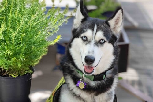 Photo of Stella, adoptable Siberian Husky in Walnut Creek, California
