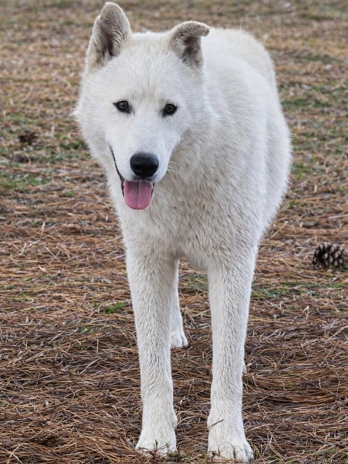 Photo of Marlow, adoptable Siberian Husky in Severn, Maryland