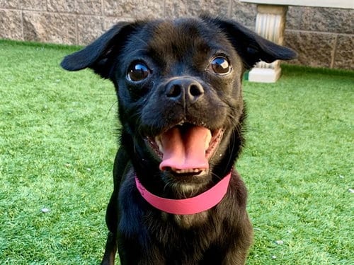 Photo of Shawna, adoptable Pug in Moreno Valley, California