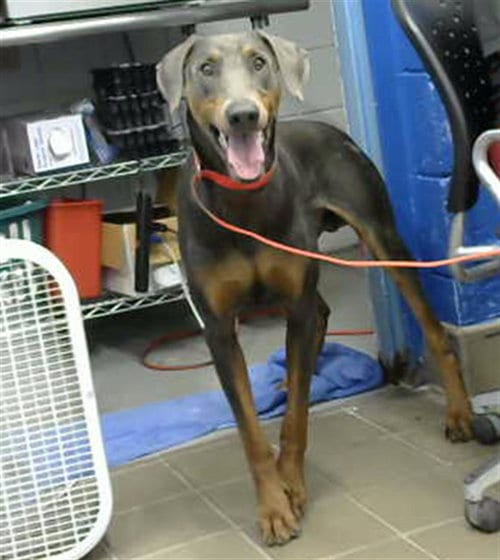 Photo of Brownie, adoptable Doberman Pinscher in Albuquerque, New Mexico
