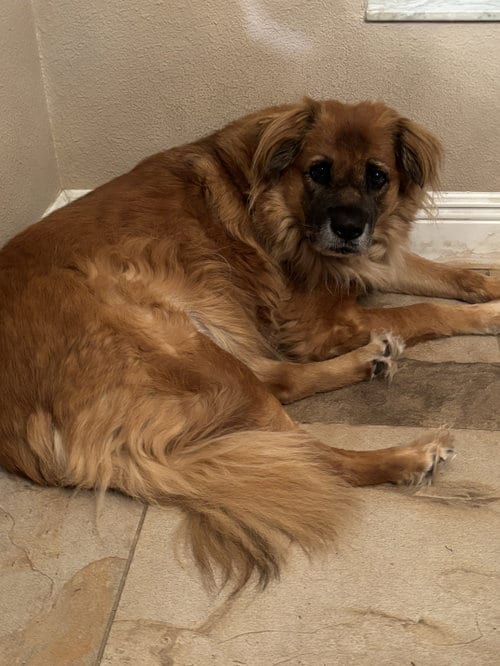 Photo of Husk, adoptable German Shepherd Dog in Valrico, Florida