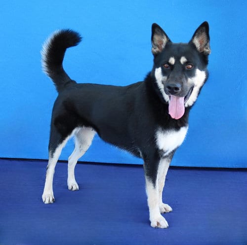 Photo of Pandora, adoptable Siberian Husky in Pasadena, California