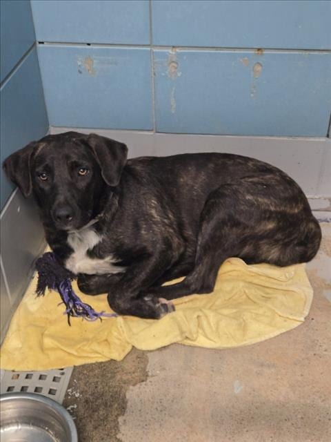 Photo of Isla, adoptable German Shepherd Dog in Houston, Texas