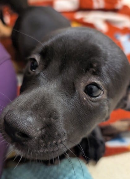 Photo of Marshmallow, adoptable Terrier, Pit Bull/Mix in Raeford, North Carolina