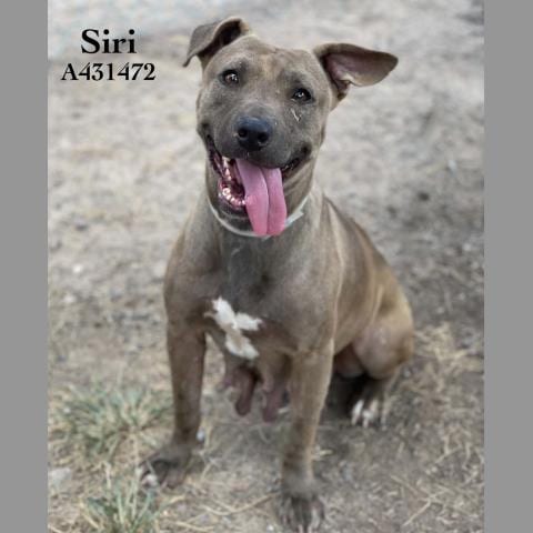 Photo of Siri, adoptable Pit Bull Terrier in Conroe, Texas
