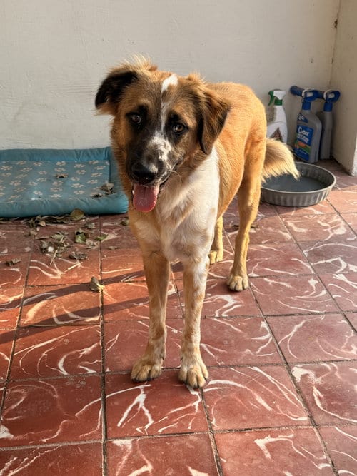 Photo of Baron, adoptable Australian Shepherd in Harlingen, Texas