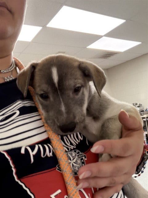 Photo of A187958, adoptable Siberian Husky in Pasadena, Texas