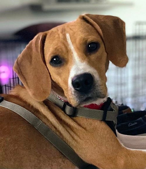 Photo of Susanna, adoptable Beagle in Dunnellon, Florida